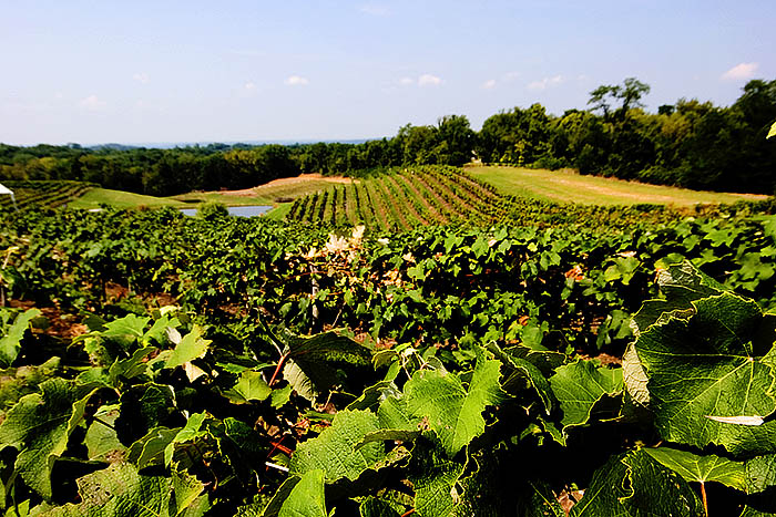 A nearby vineyard