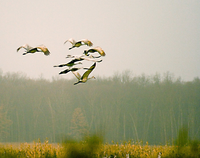 Jasper-Pulaski  (Indiana) Sandhill Cranes
