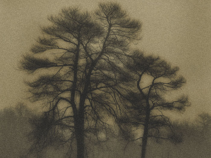 20061123222411_two trees bw_w.jpg