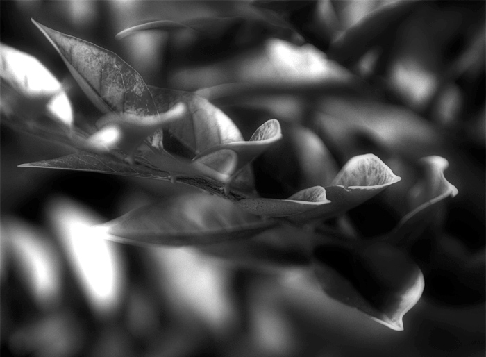 20070923173657_bush_w.jpg