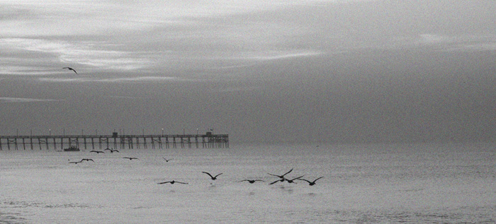 20071216151656_oak island pier and birds_w.jpg