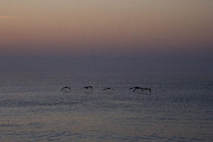 20071216151800_oak island birds.jpg