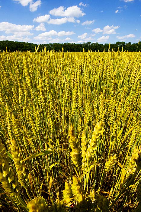 Oxford Wheat Fields