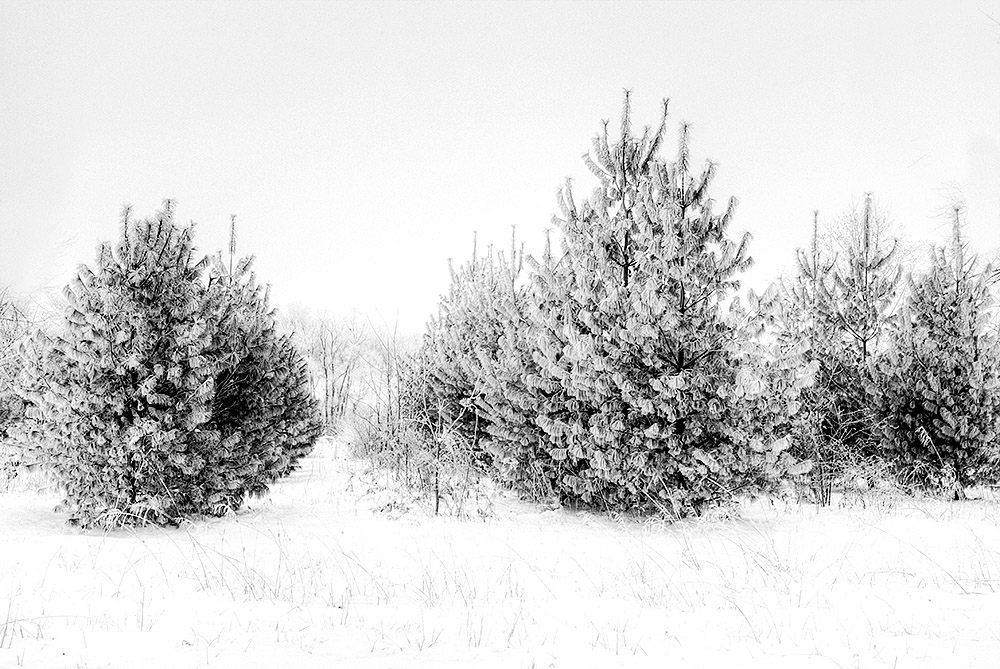 20100115151335_next years tree_w.jpg
