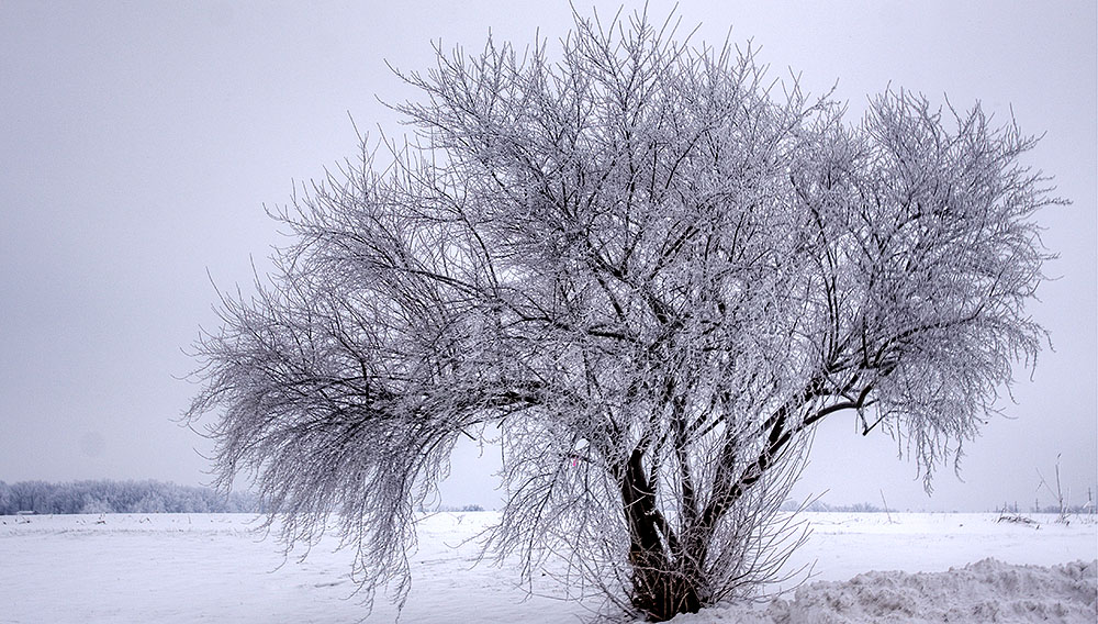 20100115153843_winter tree_w.jpg