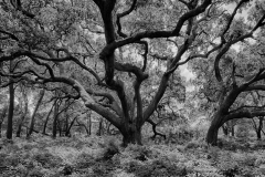 NobleNR-2020-06-10-7970_HDR-Edit-Edit